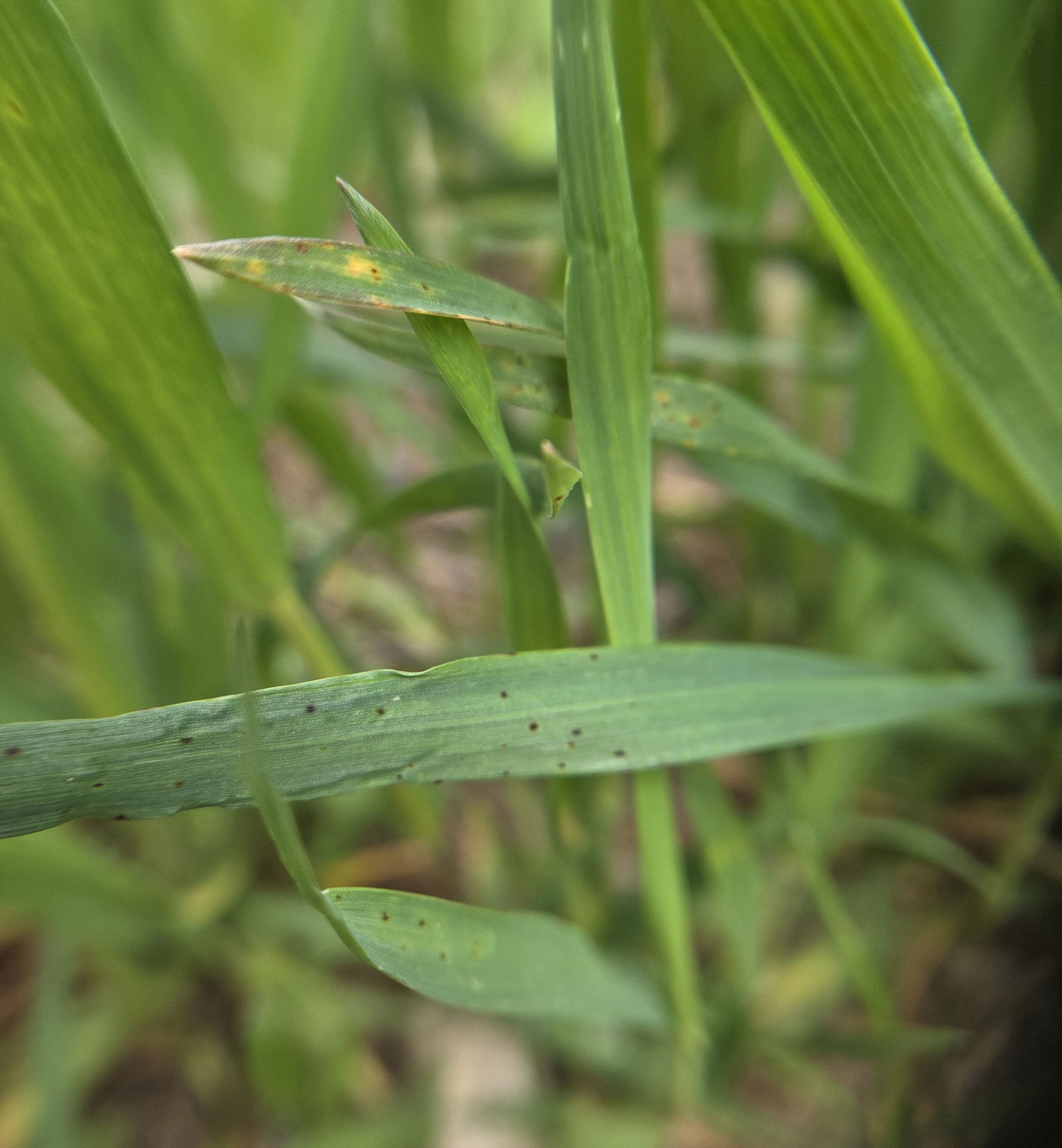 Yellow and brown spotting on a wheat leaf due to disease.